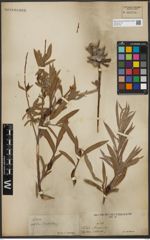 Foto von Salix L.